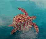 Sea Turtle